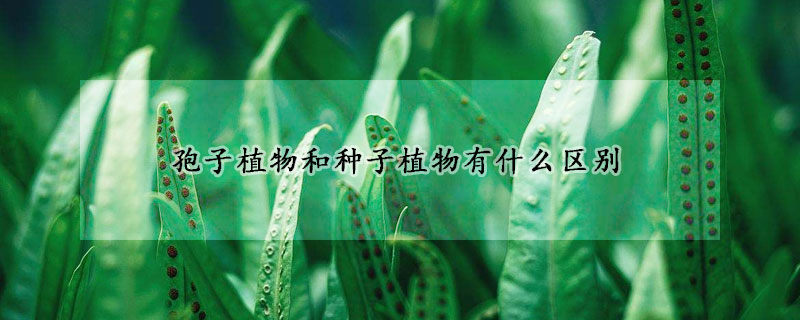 孢子植物和种子植物有什么区别