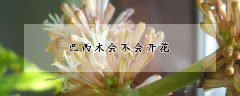 巴西木会不会开花