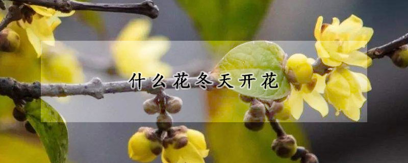 什么花冬天开花