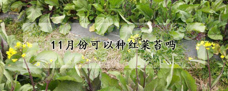 11月份可以种红菜苔吗