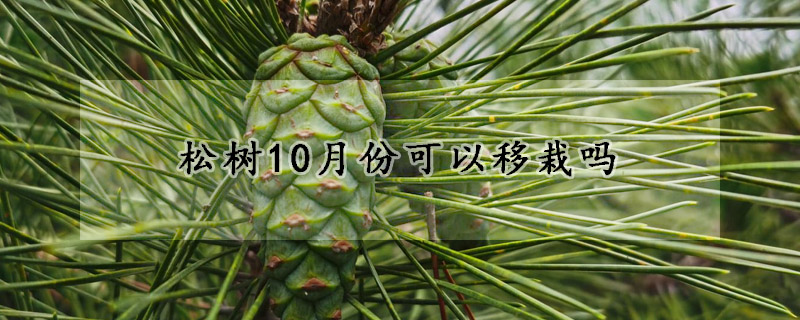 松树10月份可以移栽吗