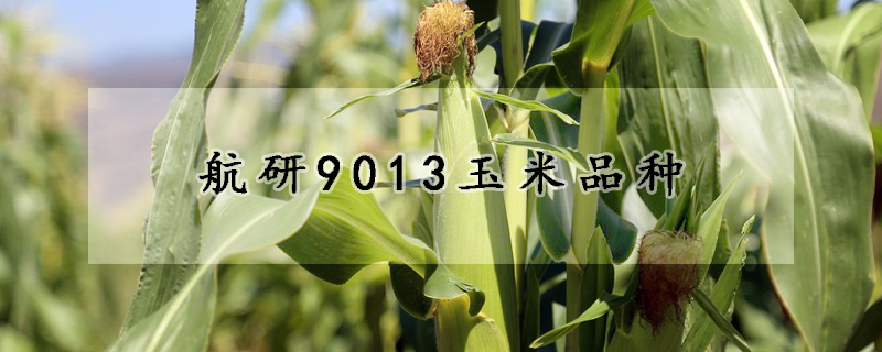 航研9013玉米品种