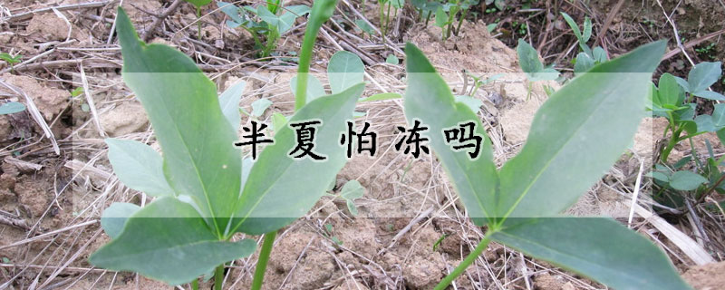 半夏怕冻吗