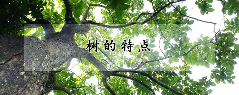 树的特点