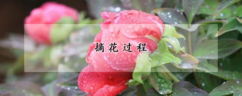 摘花过程