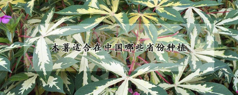 木薯适合在中国哪些省份种植