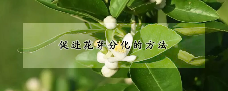 促进花芽分化的方法