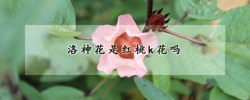 洛神花是红桃k花吗