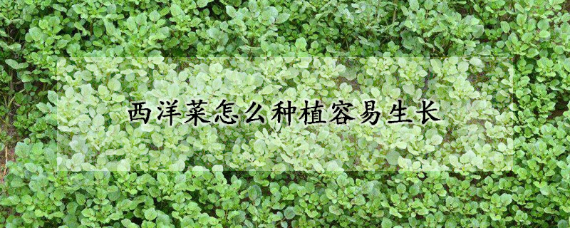 西洋菜怎么种植容易生长