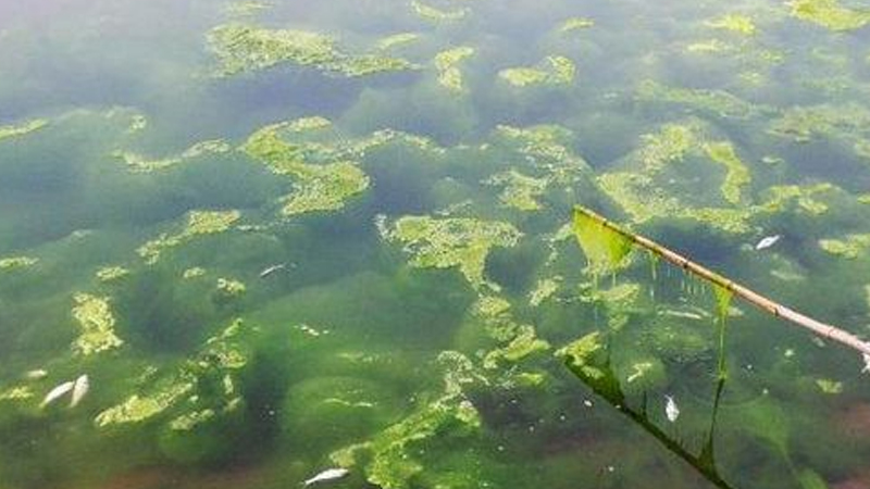 蓝藻是植物吗