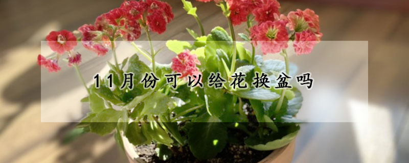 11月份可以给花换盆吗