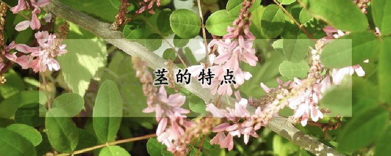 茎的特点