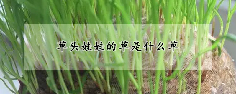 草头娃娃的草是什么草