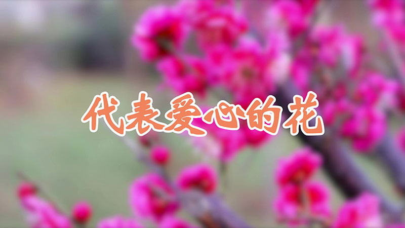 代表爱心的花