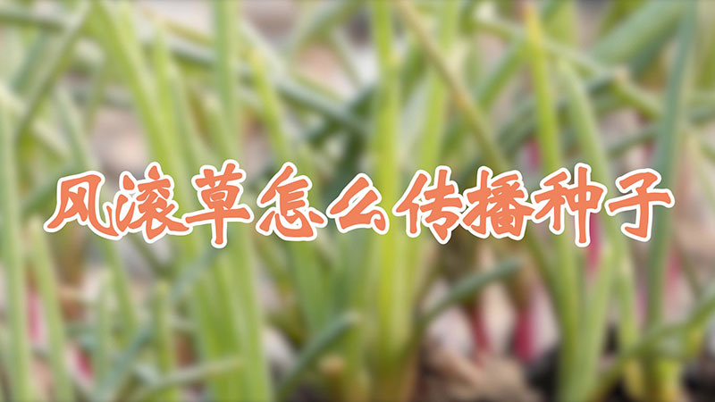 风滚草怎么传播种子