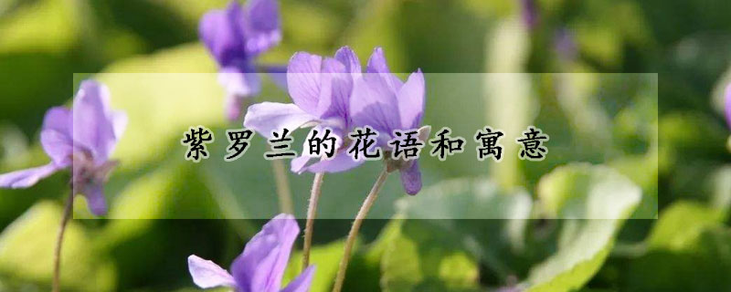 紫罗兰的花语和寓意