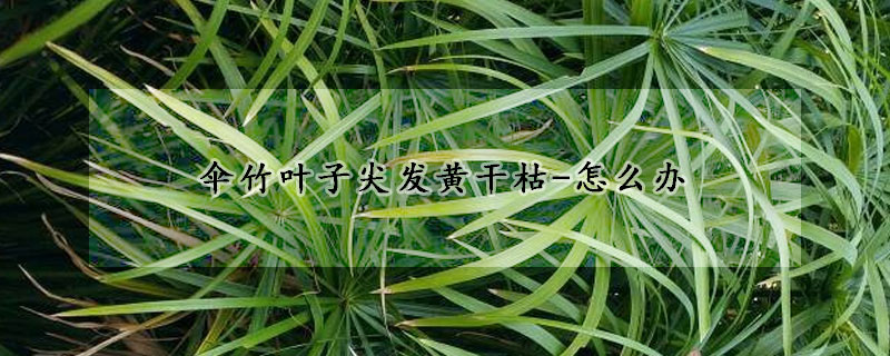 伞竹叶子尖发黄干枯-怎么办