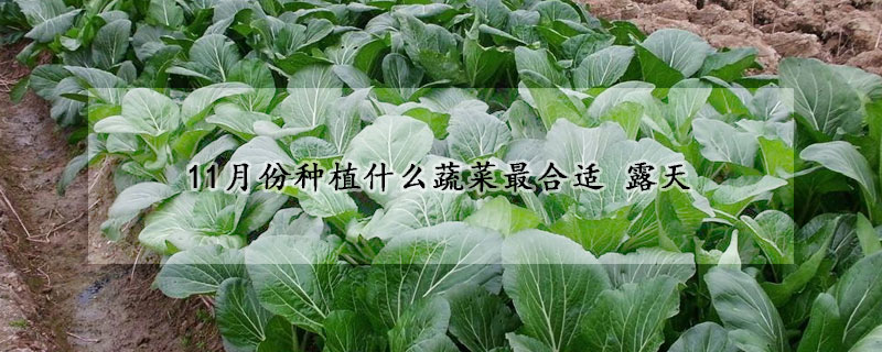 11月份种植什么蔬菜最合适 露天