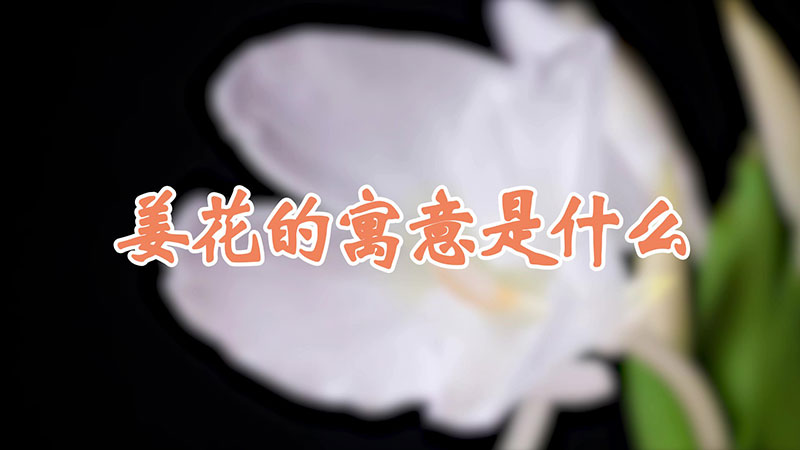 姜花的寓意是什么