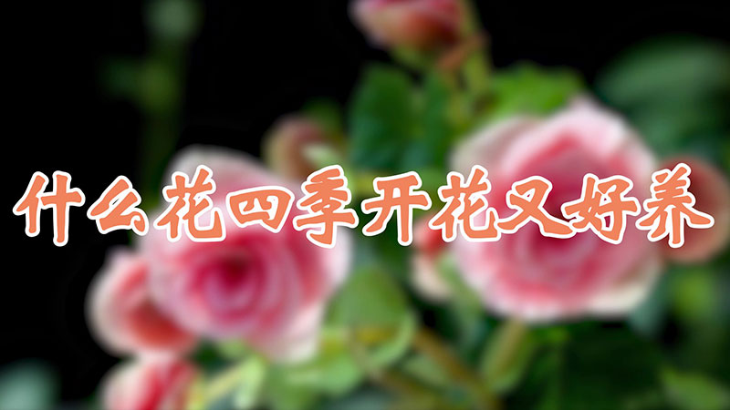 什么花四季开花又好养