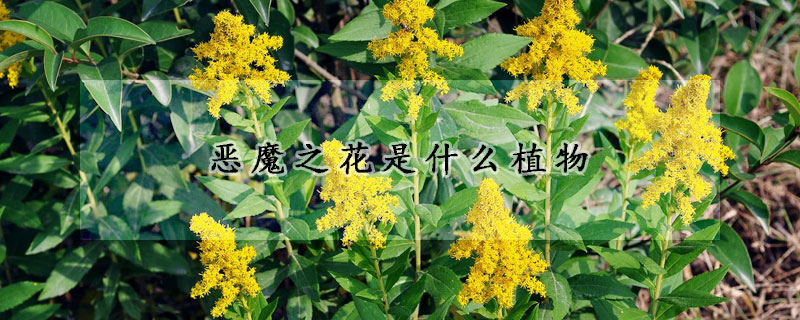 恶魔之花是什么植物