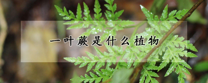 一叶蕨是什么植物