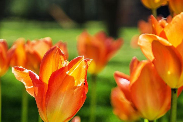 橙色郁金香花语和寓意