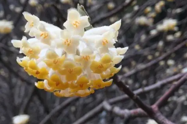 结香花的寓意