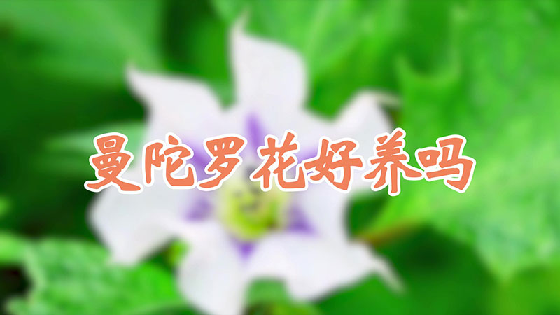 曼陀罗花好养吗