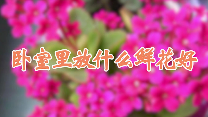 卧室里放什么鲜花好