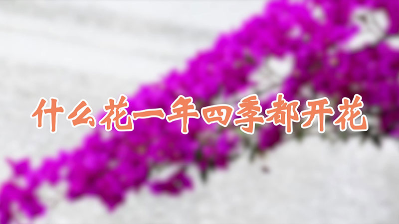 什么花一年四季都开花