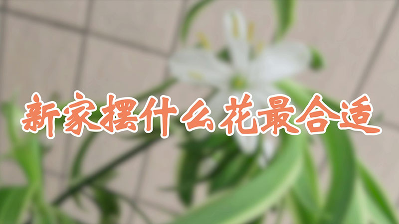 新家摆什么花最合适