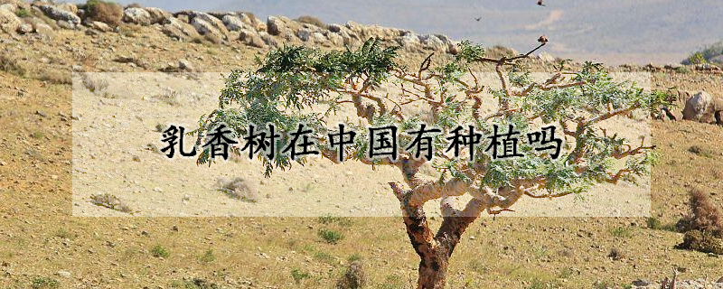乳香树在中国有种植吗