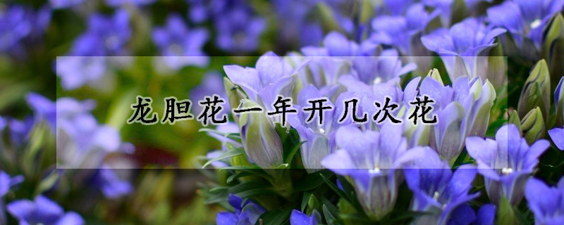 龙胆花一年开几次花