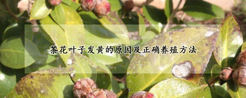茶花叶子发黄的原因及正确养殖方法