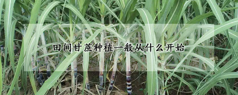 田间甘蔗种植一般从什么开始