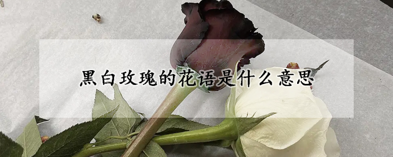 黑白玫瑰的花语是什么意思