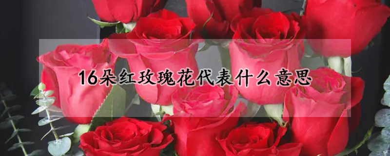 16朵红玫瑰花代表什么意思