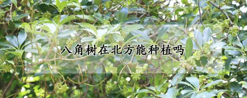 八角树在北方能种植吗