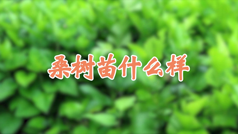 桑树苗什么样