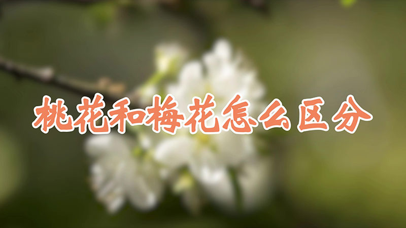 桃花和梅花怎么区分