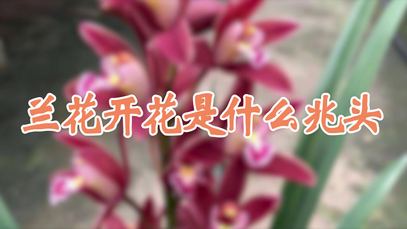 兰花开花是什么兆头