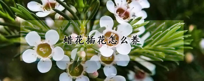 蜡花插花怎么养