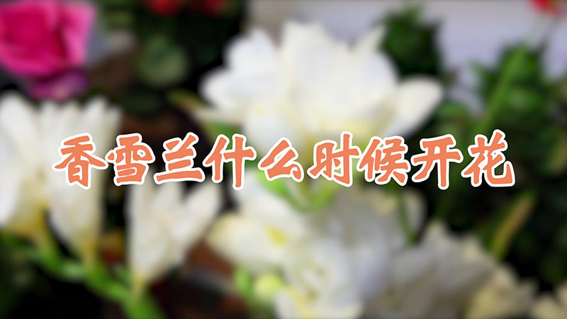 香雪兰什么时候开花