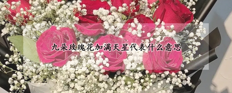 九朵玫瑰花加满天星代表什么意思