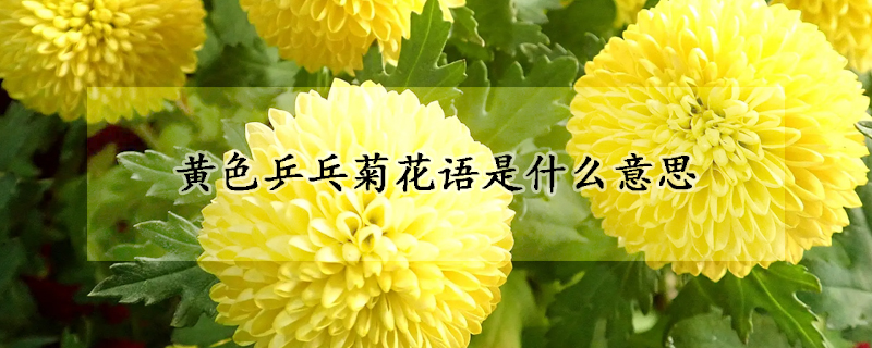 黄色乒乓菊花语是什么意思