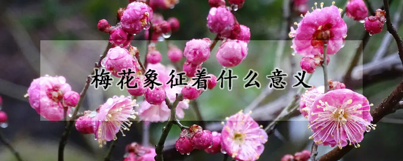 梅花象征着什么意义