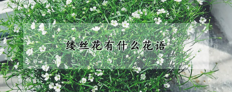 缕丝花有什么花语