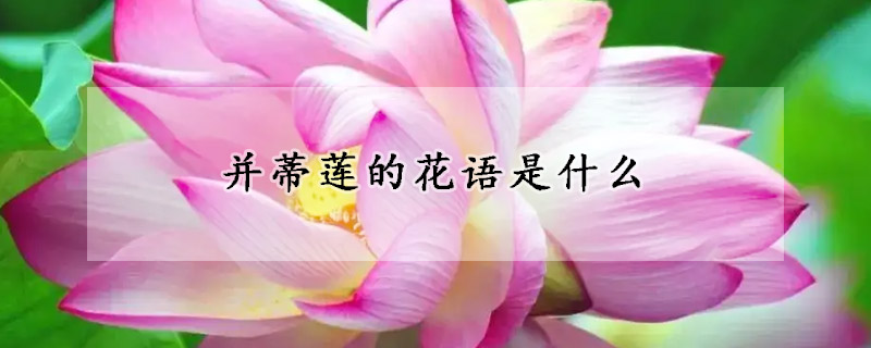 并蒂莲的花语是什么