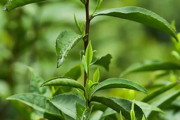 花果香野生红茶属于什么种类 花香红茶属于什么类型